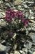 Wandern Piemonte - Pedicularis rosea
